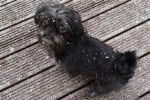 Un Affen Tzu debout à quatre pattes sur une terrasse en bois avec des flocons de neige 