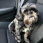 Un Affen Tzu assis sur le siège passager d’une voiture et regardant la caméra