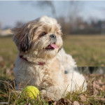 Un Affen Tzu allongé sur l’herbe avec une balle de tennis jaune à côté de lui