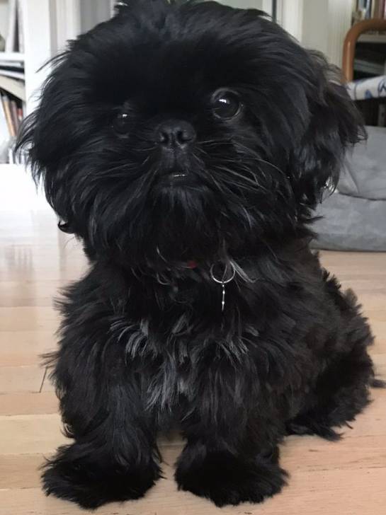 Un Affen Tzu noir assis sur un plancher en bois