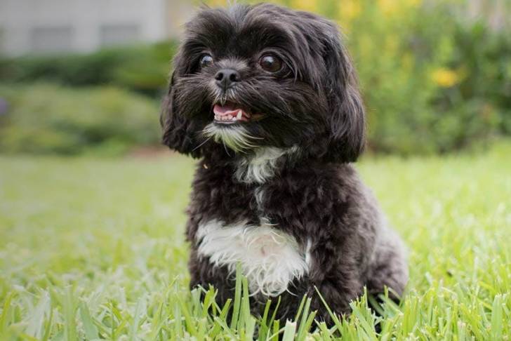 Un Affen Tzu assis sur une pelouse