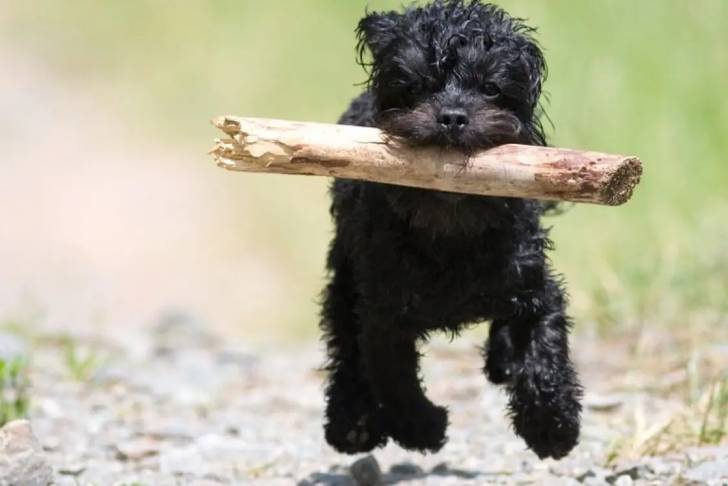 Un Affen Tzu tenant un bâton dans sa gueule et marchant sur un chemin de gravier
