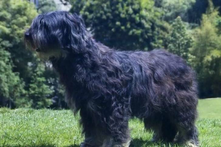 Photo en profil d'un Affen Tzu debout à quatre pattes sur un champ herbeux