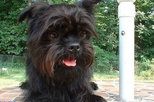 Un Affen Tzu couché sur une terrasse en brique avec un poteau blanc en arrière-plan