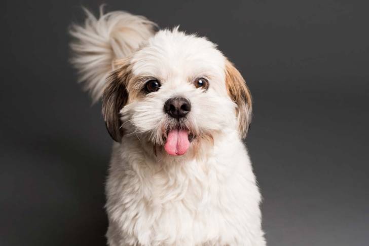 Un Affen Tzu blanc faisant face à la caméra avec un arrière-plan gris foncé