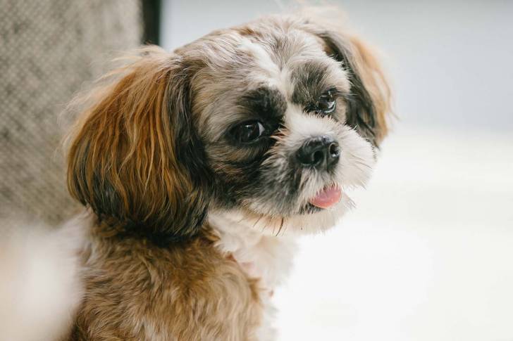 Plan large d'un Affen Tzu assis sur une surface enneigée