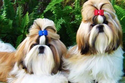 Deux Affens Tzus assis côte à côte devant un fond de fougères vertes