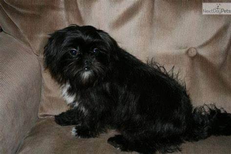 Un Affen Tzu noir assis sur un canapé beige