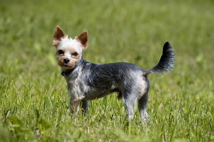Un Affen Tzu portant un collier bleu et se tenant dans un champ d’herbe verte