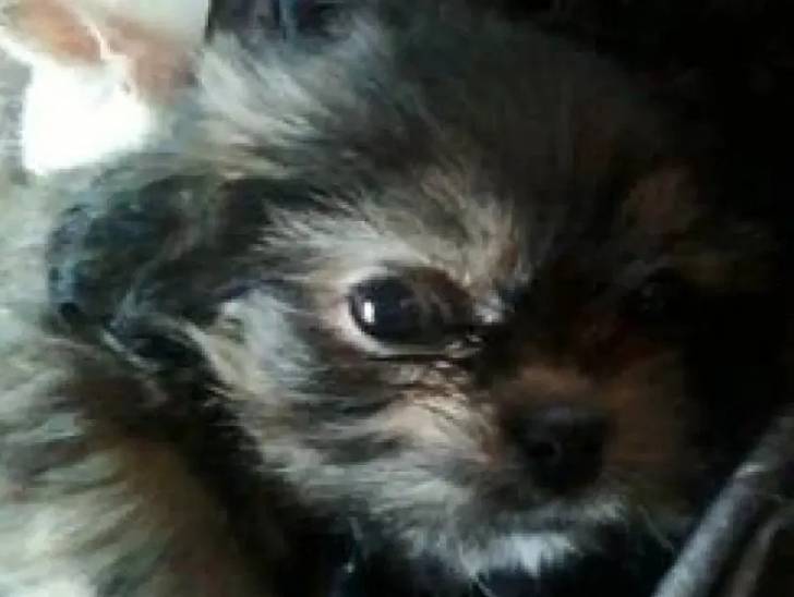 Photo du visage d'un Affen Tzu avec sa fourrure duveteuse et ébouriffée