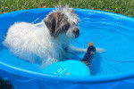 Un Bea-Tzu dans une piscine pour enfants bleue