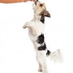 Un Bea-Tzu debout sur ses pattes arrière et atteignant une main qui tient une friandise