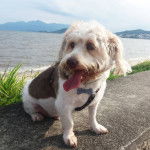 Un Bea-Tzu avec un collier assis sur une corniche en béton