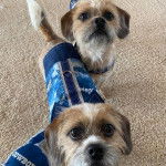 Deux Bea-Tzus portant une veste bleue et debout à quatre pattes sur un tapis beige