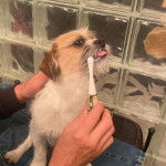 Photo d'un Bea-Tzu lèchant une brosse à dents
