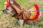 Photo d'un Bea-Tzu portant un costume de dinde sur une pelouse herbeuse