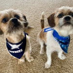 Deux Bea-Tzus portant un bandana et assis l'un à côté de l'autre