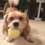 Un Bea-Tzu assis sur un sol recouvert de moquette avec une balle de tennis dans sa bouche