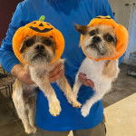 Deux Bea-Tzus portant des chapeaux de citrouille et tenus dans les mains d'une personne