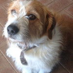 Un Bea-Tzu assis sur un sol carrelé