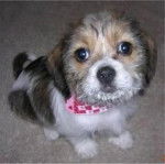 Un Bea-Tzu assis sur un sol recouvert de moquette