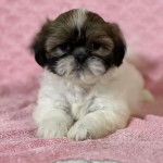 Un Bea-Tzu assis sur une couverture rose