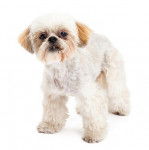 Photo d'un Bea-Tzu debout à quatre pattes sur un fond blanc