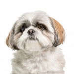 Photo en gros plan d'un Bea-Tzu avec un fond blanc en arrière-plan