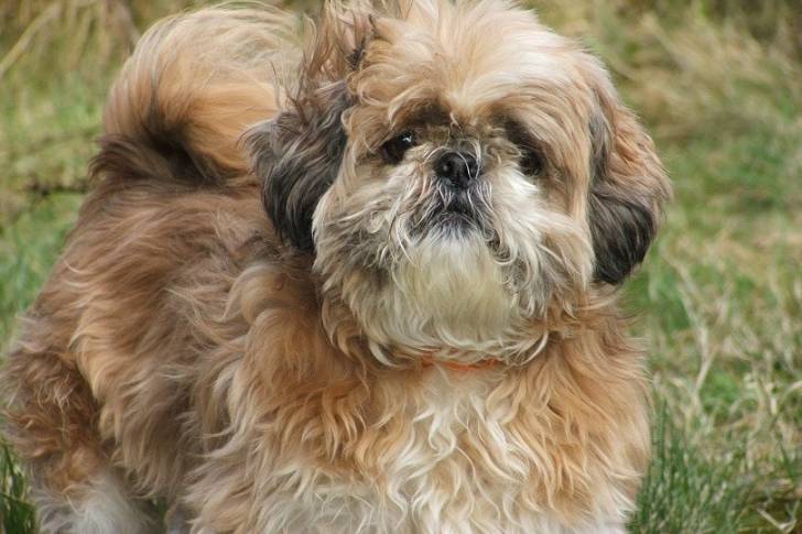 Un Bea-Tzu debout à quatre pattes sur un champ herbeux