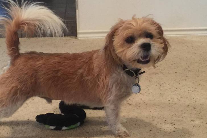Un Bea-Tzu debout à quatre pattes sur un tapis beige avec un jouet noir à côté de ses pattes avant