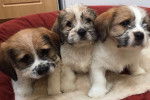 Trois Bea-Tzus assis sur un coussin rouge