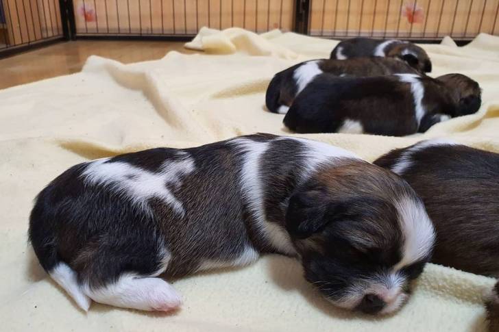 Cinq Bea-Tzus au pelage bicolore dormant sur une couverture