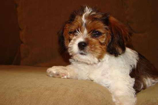 Un Bea-Tzu reposant sur un canapé beige.