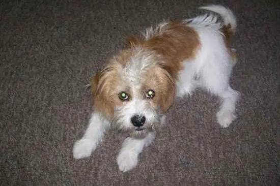 Un Bea-Tzu couché sur un sol recouvert de moquette