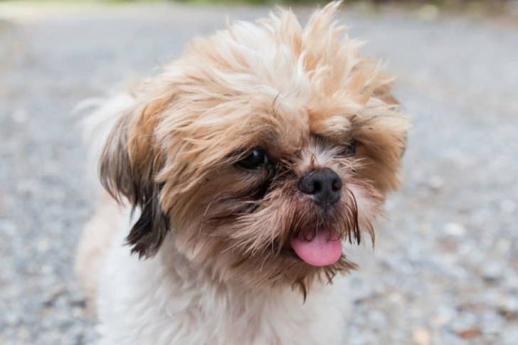 Un Bea-Tzu debout à quatre pattes sur un chemin de gravier avec de l’herbe de chaque côté