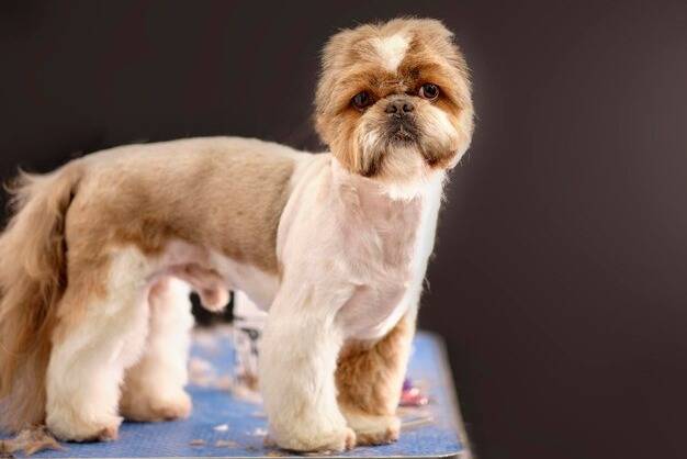 Un Bea-Tzu debout à quatre pattes sur une table bleue