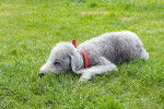 Photo Bedlington Terrier