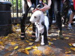 Photo Bedlington Terrier