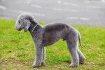 Photo Bedlington Terrier