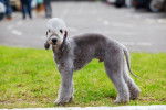 Photo Bedlington Terrier