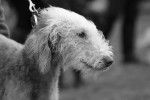 Photo Bedlington Terrier