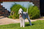 Photo Bedlington Terrier