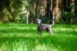 Photo Bedlington Terrier