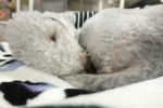 Photo Bedlington Terrier