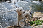 Photo Bedlington Terrier