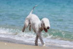 Photo Bedlington Terrier