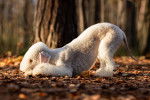 Photo Bedlington Terrier