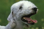 Photo Bedlington Terrier