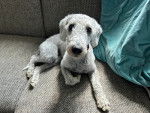 Un Bedlington Terrier allongé sur un canapé et portant un collier autour du cou