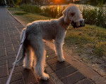 Un Bedlington Terrier sur un sol pavé et qui est tenu en laisse 